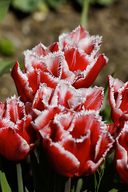 Jardin des Impressionnistes-020